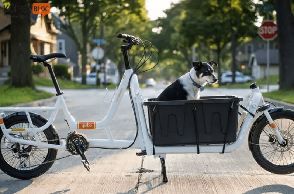 Köpeklerin bisiklet egzersizi