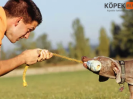 köpeklerle halat çekme oynamak
