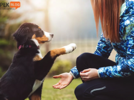 köpek yavrusunu eğitme