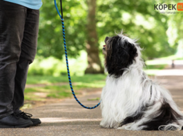 Köpeklere Geri Git Eğitimi