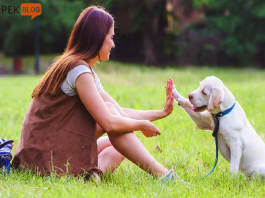 Köpeklere eğitim verirken dikkat edilmesi gerekenler