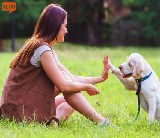 Köpeklere eğitim verirken dikkat edilmesi gerekenler