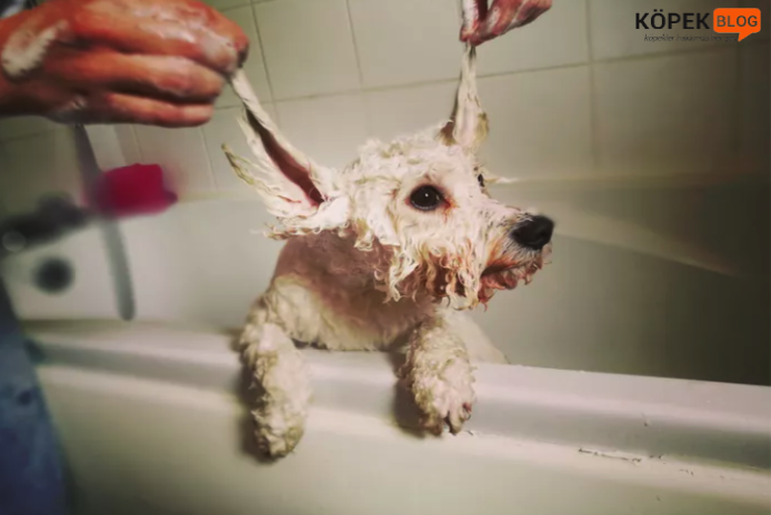 köpekleri yıkarken şampuanlamak