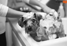 Köpekleri banyo yaparken keselemek