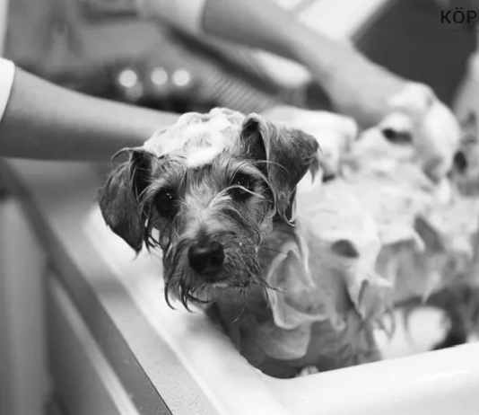 Köpekleri banyo yaparken keselemek
