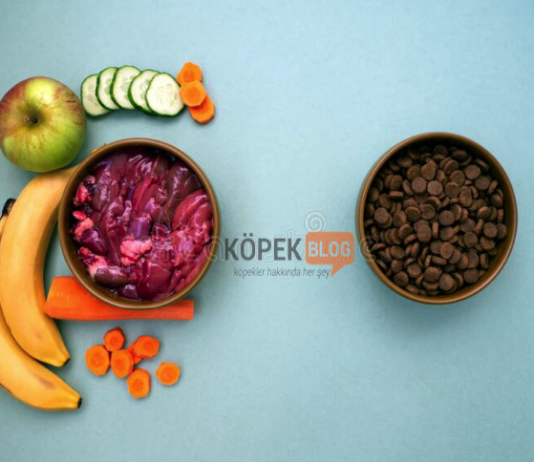 Meyveli köpek mamaları