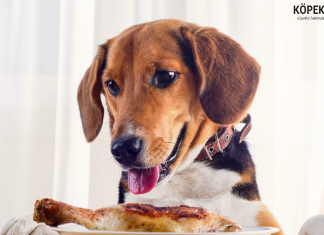 En İyi Tavuklu Köpek Mamaları