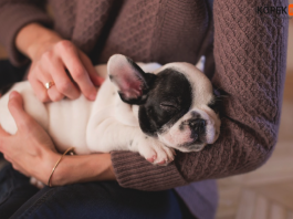 Köpekleri kucakta taşıma