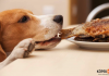En İyi Balıklı Köpek Mamaları