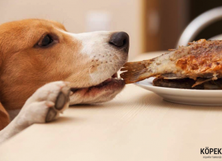 En İyi Balıklı Köpek Mamaları