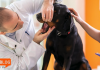 Ağız ve diş sağlığı için köpek mamaları