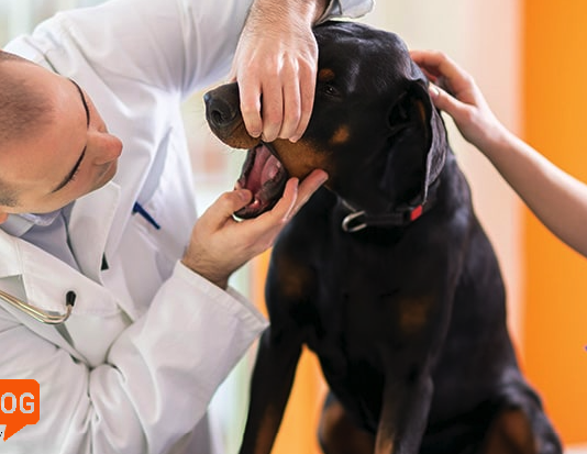 Ağız ve diş sağlığı için köpek mamaları