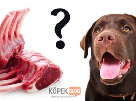 En İyi Kuzu Etli Köpek Mamaları