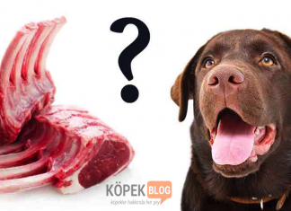 En İyi Kuzu Etli Köpek Mamaları