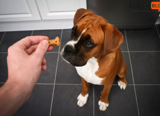 köpek ödülleri