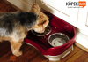 En iyi köpek maması kapları