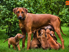 En İyi hamile ve emziren köpek maması