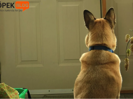 köpeklere beklemesini öğretmek