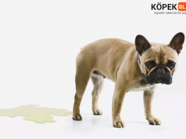 köpeklerde idrar yolu enfeksiyonu