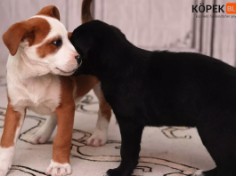 köpeklerin saldırganlık nedenleri