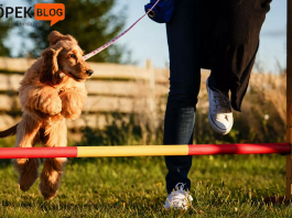 Köpeklere engelleri aşmayı öğretme