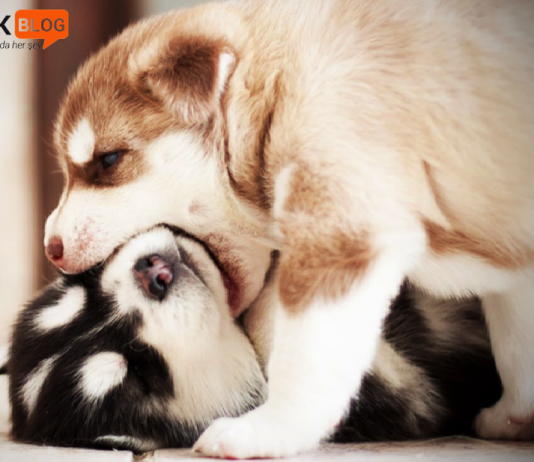 yavru köpeklerin kavga etmesini durdurma