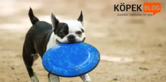 Köpeklerde disk oyuncaklar
