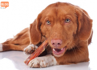 Çiğneme İçgüdüsünü Giderecek En İyi 5 Köpek Kemik Ödülü En İyi Köpek Çiğneme Kemik Ödülleri