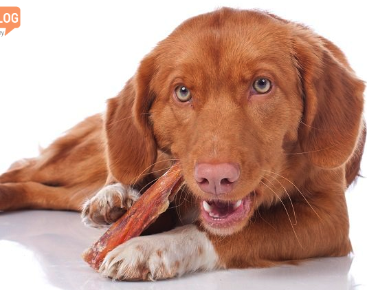 En İyi Köpek Çiğneme Kemik Ödülleri