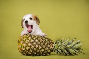 Ananas yiyen köpek