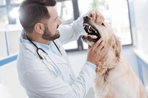 Köpek ağız ve diş sağlığı