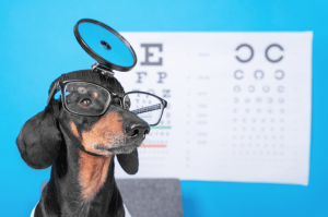 Köpek göz sağlığı