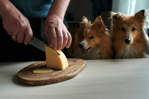 peynir yiyen köpek