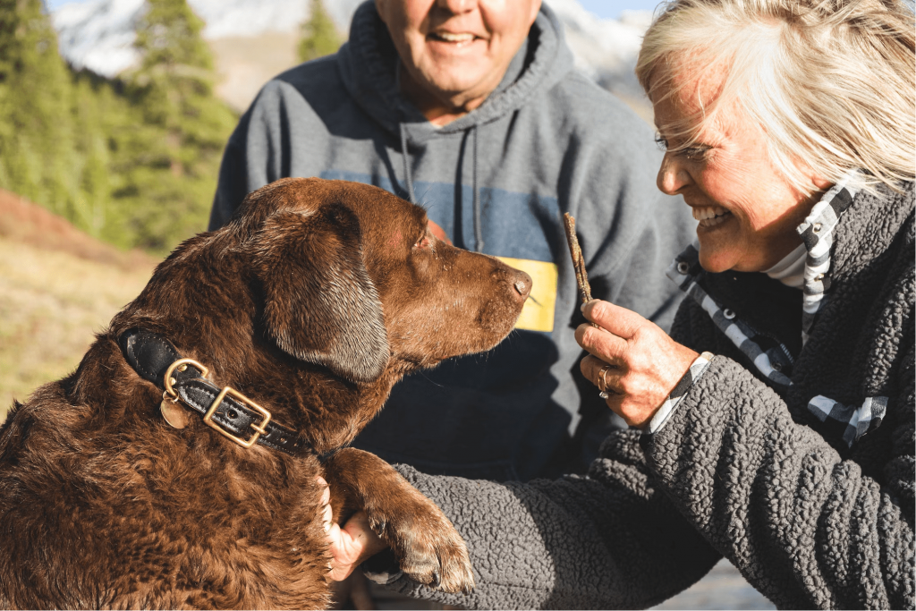 Labrador Retriever Cinsi Köpeğin Kökeni ve Tarihi