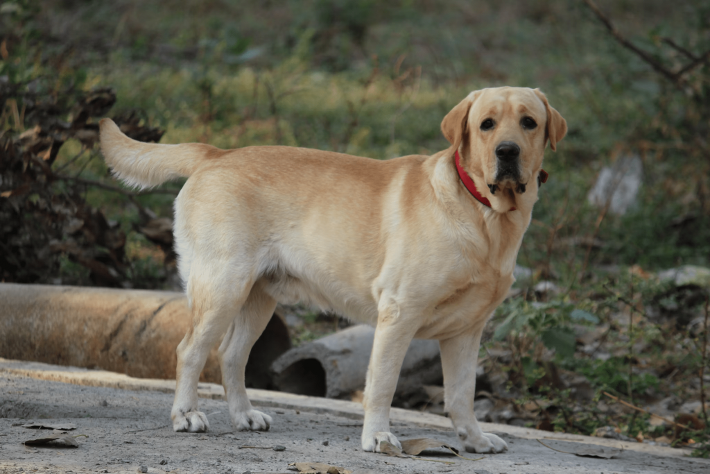 Labrador Retriever Cinsi Köpeğin Fiziksel Özellikleri